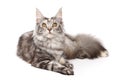 Maine-coon cat Royalty Free Stock Photo