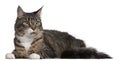 Maine Coon cat, 2 years old Royalty Free Stock Photo