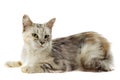 Maine coon cat Royalty Free Stock Photo