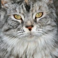 Maine coon cat