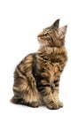 Maine coon cat Royalty Free Stock Photo