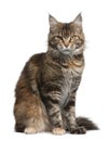 Maine coon cat, 3 years old Royalty Free Stock Photo