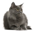 Maine Coon cat, 3 years old Royalty Free Stock Photo