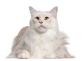 Maine Coon cat, 3 years old Royalty Free Stock Photo