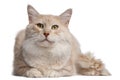 Maine Coon cat, 4 years old Royalty Free Stock Photo