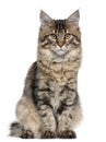 Maine Coon cat, 5 months old, sitting Royalty Free Stock Photo