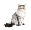 Maine coon cat