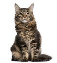 Maine Coon cat, 6 months old, sitting