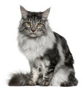 Maine Coon cat, 7 months old, sitting Royalty Free Stock Photo