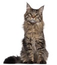 Maine Coon cat, 7 months old, sitting Royalty Free Stock Photo