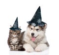 maine coon cat and alaskan malamute dog with hats for halloween. on white Royalty Free Stock Photo