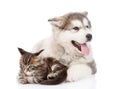 Maine coon cat and alaskan malamute dog lying together.  on white background Royalty Free Stock Photo