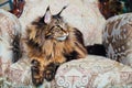 Maine Coon cat on antique chair Royalty Free Stock Photo