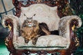 Maine Coon cat on antique chair Royalty Free Stock Photo