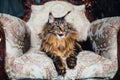 Maine Coon cat on antique chair Royalty Free Stock Photo