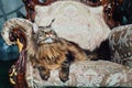 Maine Coon cat on antique chair Royalty Free Stock Photo