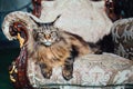 Maine Coon cat on antique chair Royalty Free Stock Photo