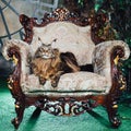 Maine Coon cat on antique chair Royalty Free Stock Photo