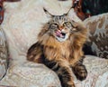 Maine Coon cat on antique chair Royalty Free Stock Photo