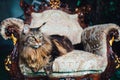 Maine Coon cat on antique chair Royalty Free Stock Photo