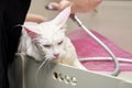 Maine Coon cat in the bathroom for grooming close-up