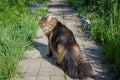 A Maine Coon cat with a beautiful fluffy tail walks along a path among flowers and grass. Pets walking outdoor adventure. Cat Royalty Free Stock Photo