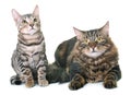 Maine coon cat and bengal kitten Royalty Free Stock Photo