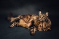 Maine Coon cat on black background