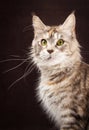 Maine coon cat on black brown background Royalty Free Stock Photo