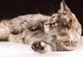 Maine coon cat on black brown background Royalty Free Stock Photo