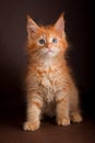 Maine coon cat on black brown background Royalty Free Stock Photo