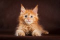 Maine coon cat on black brown background Royalty Free Stock Photo