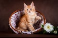 Maine coon cat on black brown background Royalty Free Stock Photo