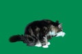 Maine coon cat black, white, long-haired, tabby is washing its hind leg filled with tufts of hair on a green background Royalty Free Stock Photo