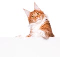 Maine Coon cat with blank Royalty Free Stock Photo