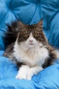 Maine coon cat on blue sofa