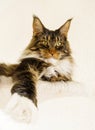 Maine Coon Cat Boy laying with Leg stretched forward Royalty Free Stock Photo