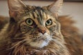 A Maine Coon cat with brown fur and green eyes looks away. Big and fluffy domestic kitten with green eyes, tiger-striped color