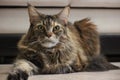 A Maine Coon cat with brown fur and green eyes looks directly at the camera. A large and fluffy domestic kitten with green eyes,