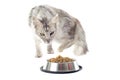 Maine coon cat and cat food Royalty Free Stock Photo