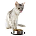 Maine coon cat and cat food Royalty Free Stock Photo