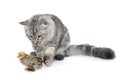 Maine coon cat and chick Royalty Free Stock Photo