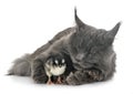 Maine coon cat and chick Royalty Free Stock Photo