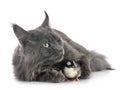 Maine coon cat and chick Royalty Free Stock Photo