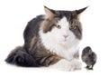 Maine coon cat and chick Royalty Free Stock Photo