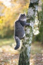 Maine coon cat climbing tree Royalty Free Stock Photo