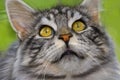 Maine coon cat close-up Royalty Free Stock Photo