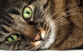 Maine Coon cat close up Royalty Free Stock Photo