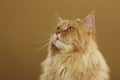 Maine coon cat