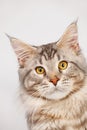 Maine Coon Cat close-up Royalty Free Stock Photo